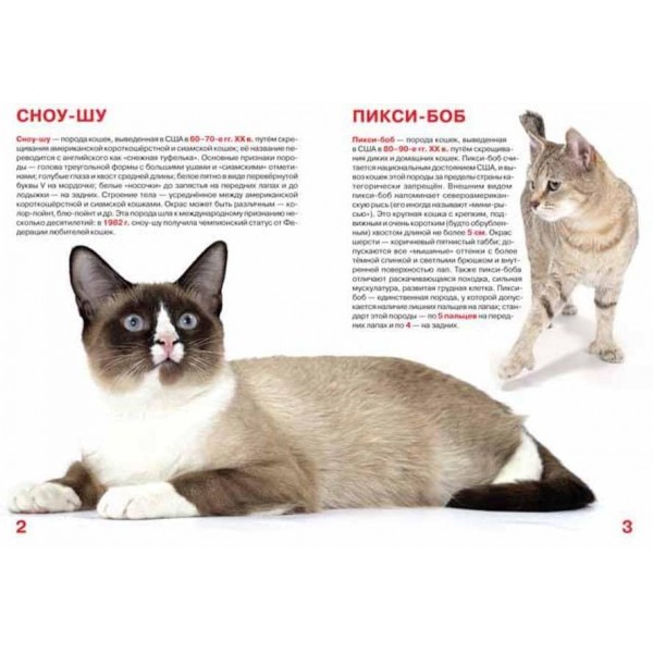 Велика книга. Короткошерсті кішки (російською мовою)