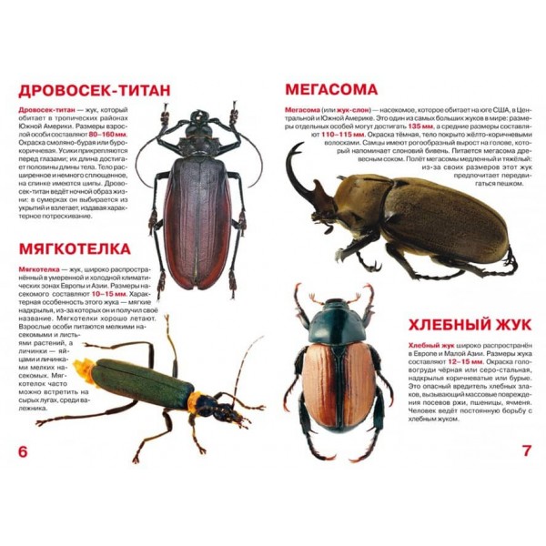 Велика книга. Жуки (російською мовою)
