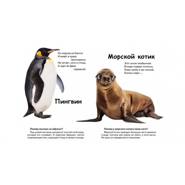 Хто це? Морські тварини. Запитання та відповіді (російською мовою)